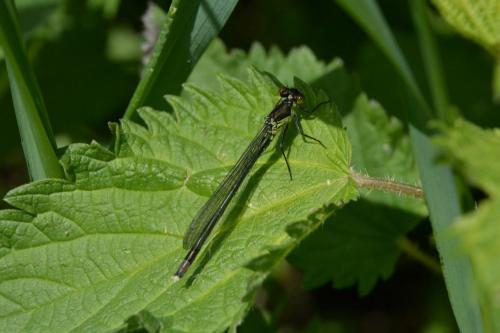 Erythromma najas